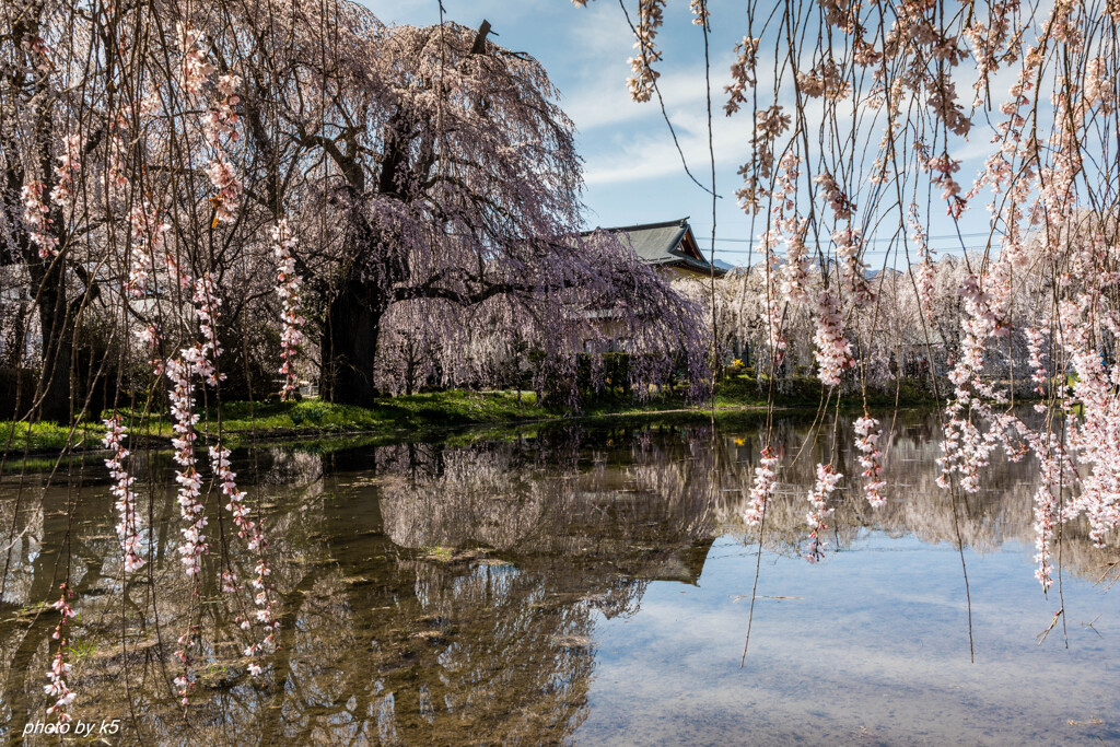 安養寺の桜