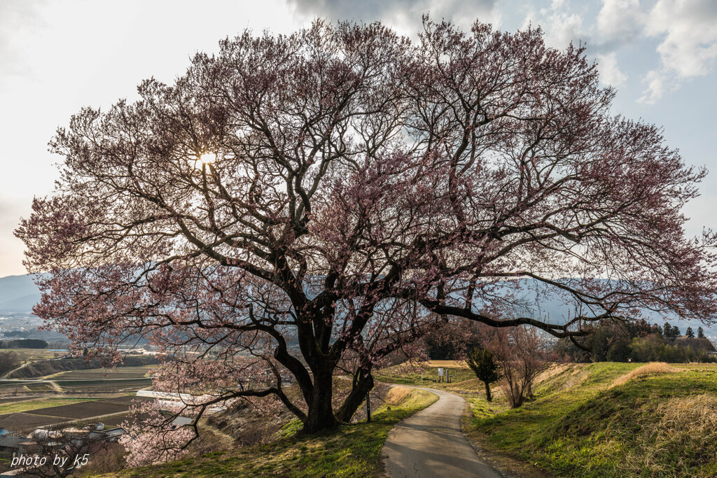 上の平の一本桜