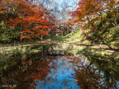 高遠城址公園の紅葉2