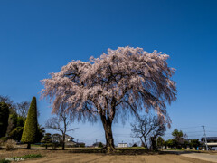 光輪寺の桜
