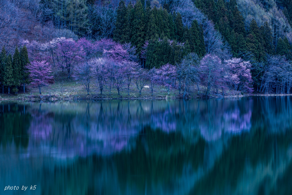 桜の映り込み