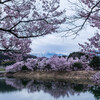 満開の桜と仙丈ケ岳