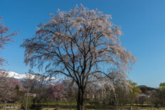 大出公園の桜