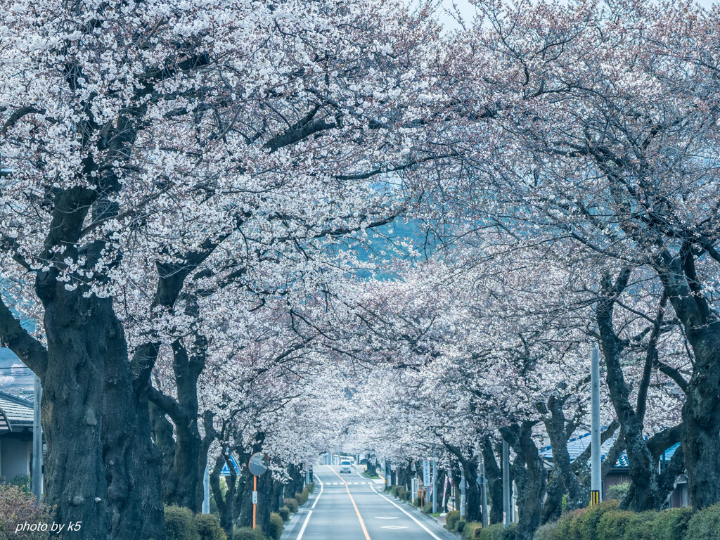 桜トンネル