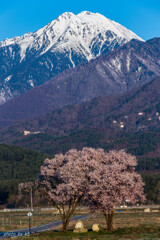 常念と桜と道祖神