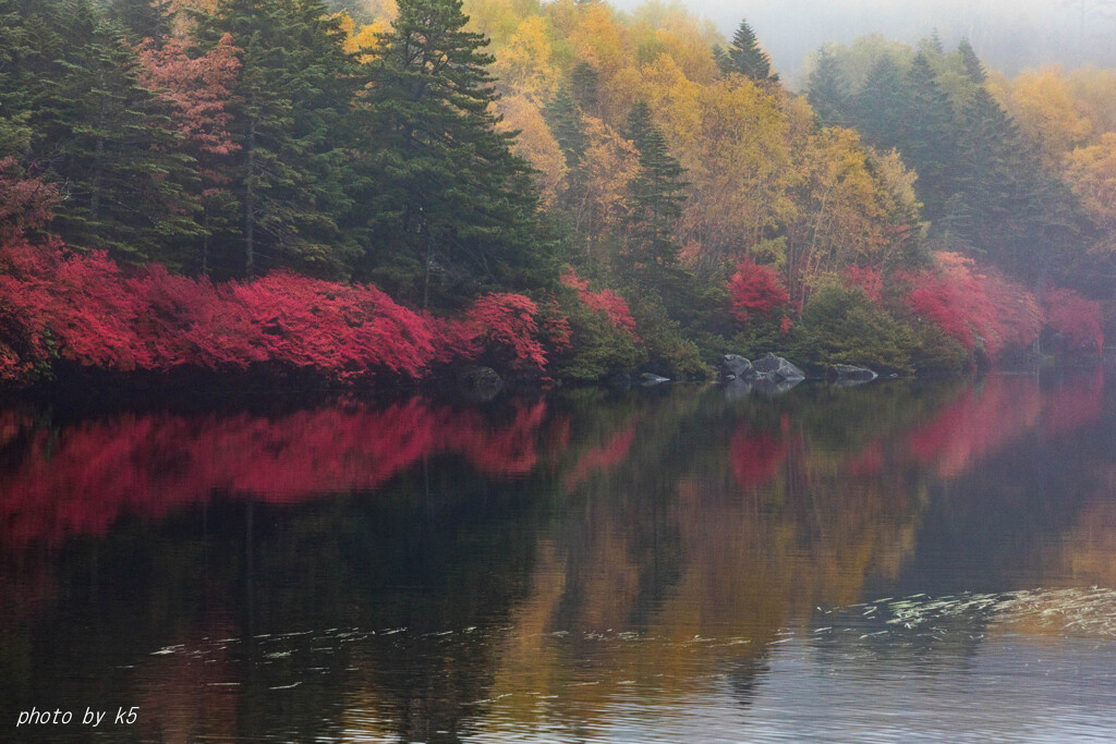 白駒池霧中紅葉