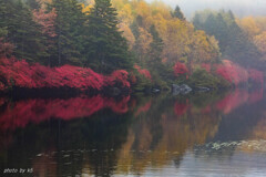 白駒池霧中紅葉