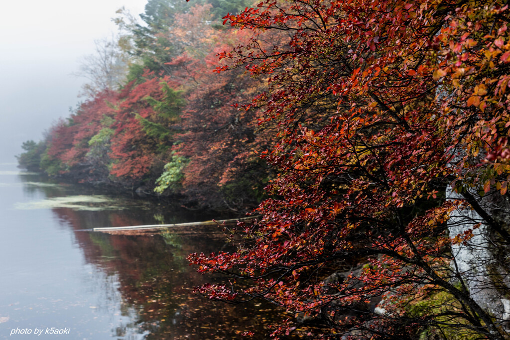 白駒の池【紅葉】