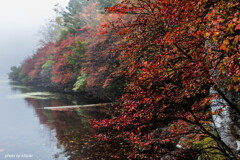 白駒の池【紅葉】
