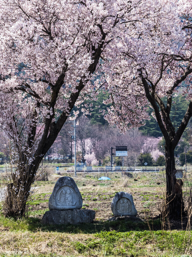 常念道祖神の桜