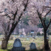 常念道祖神の桜