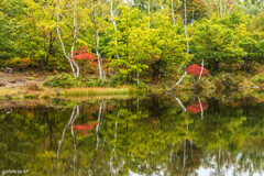 乗鞍高原の紅葉始まり　まいめの池