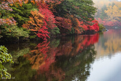 雨中の紅葉～白駒池