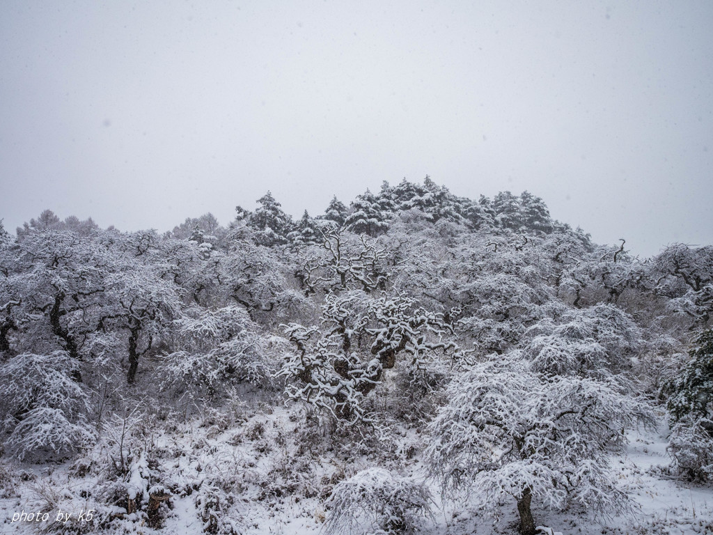 春の雪景色