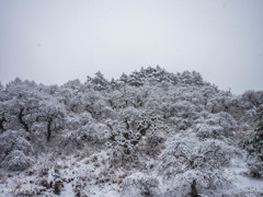 春の雪景色