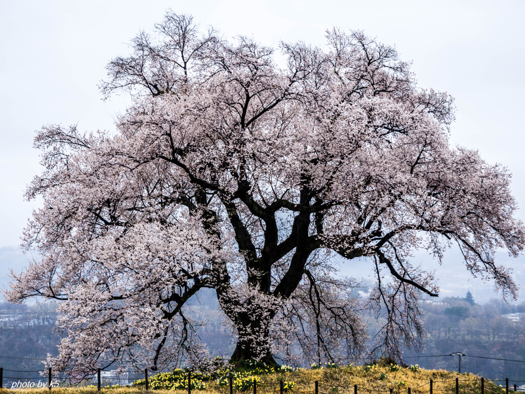 満開の一本桜