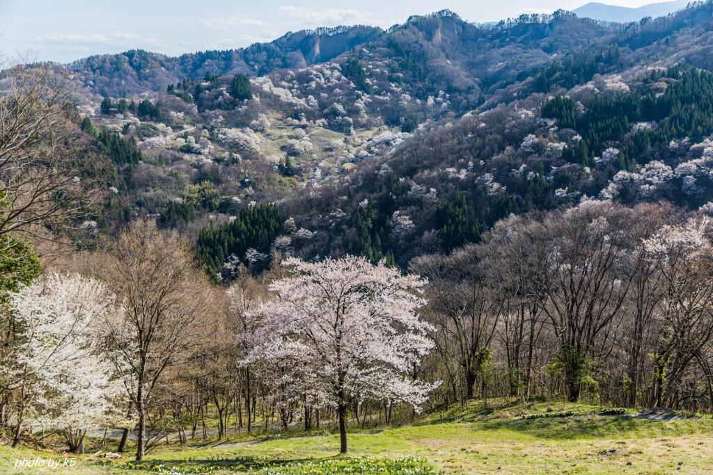 桜仙峡の山桜