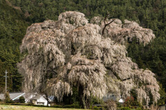 北小倉枝垂れ桜