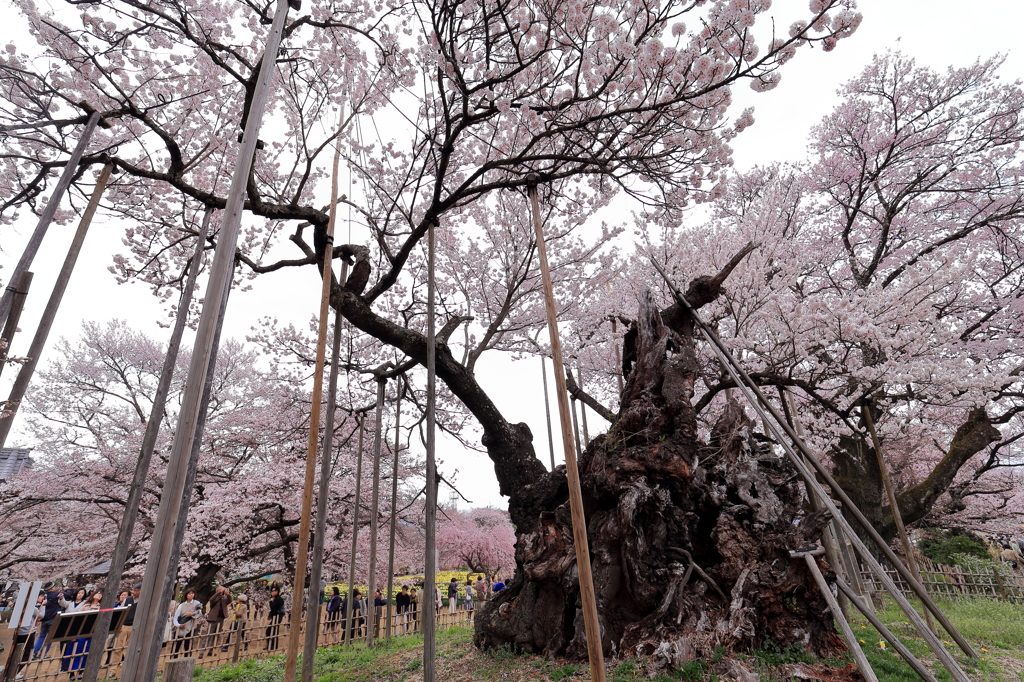 山高神代桜