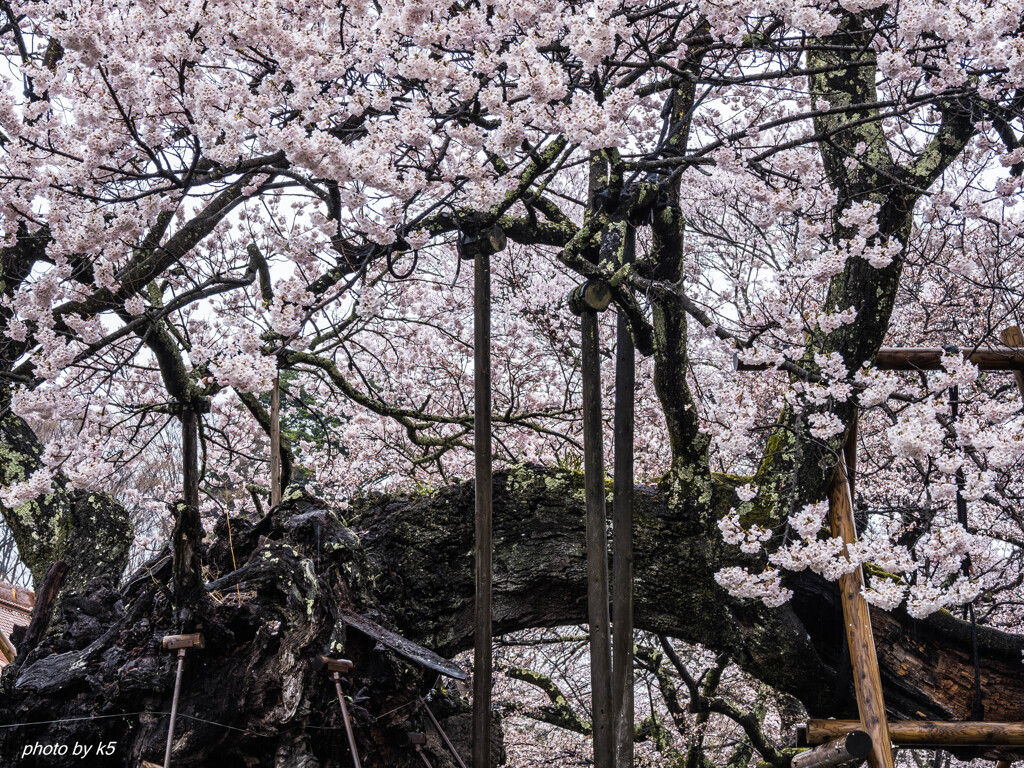 山高神代桜