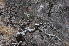 しだれ栗雪景色