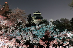 松本城夜桜2