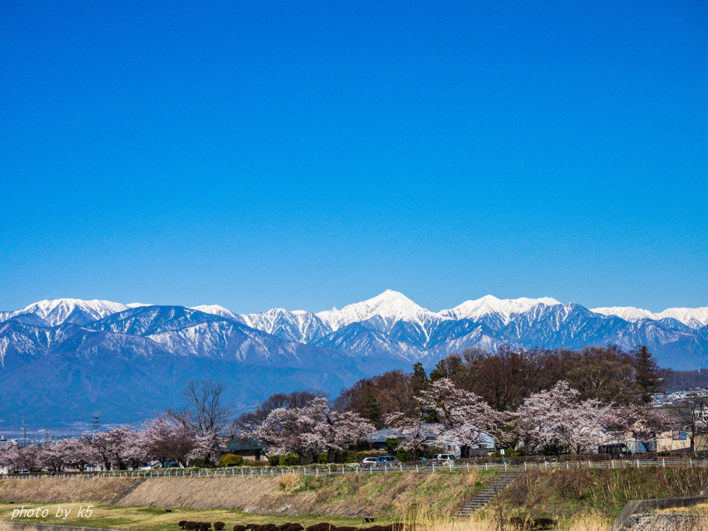 北アルプスと桜並木