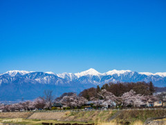 北アルプスと桜並木
