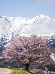 野平の一本桜