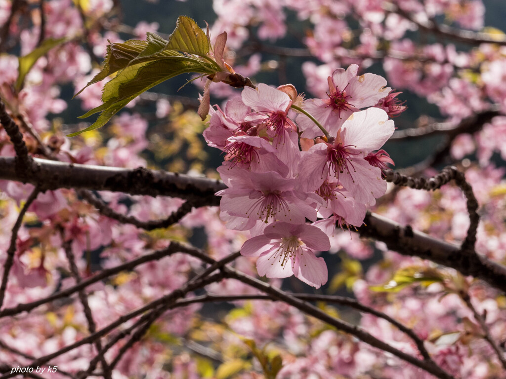 満開の河津桜