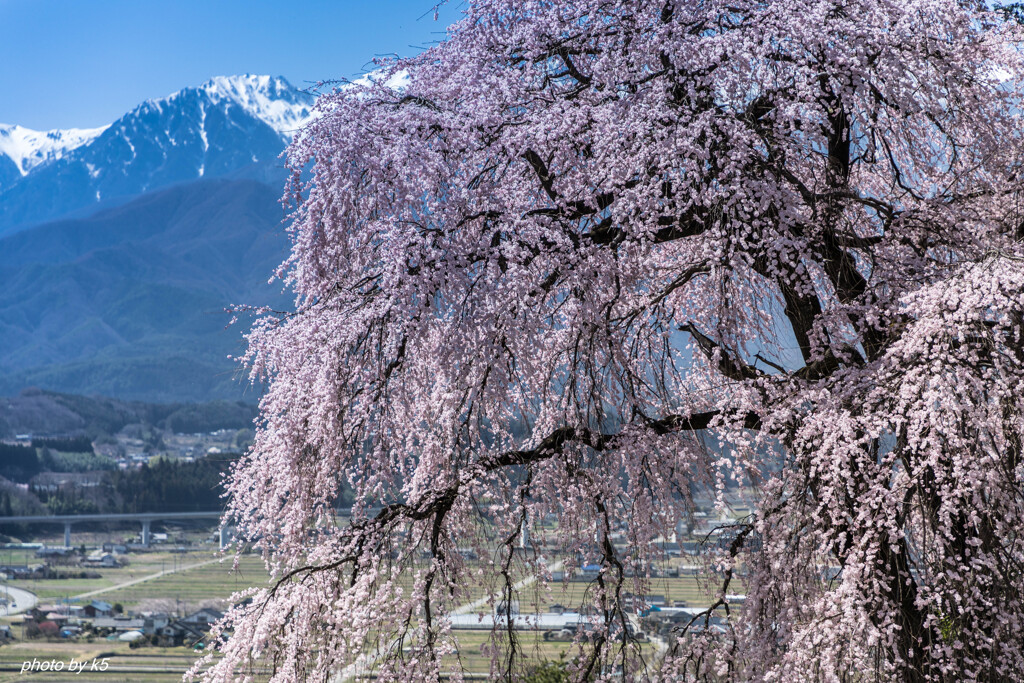 吉瀬の枝垂れ桜