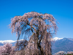 栗林の一本桜