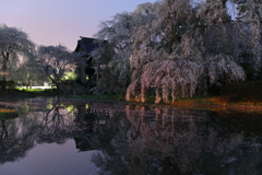 安養寺の夜桜
