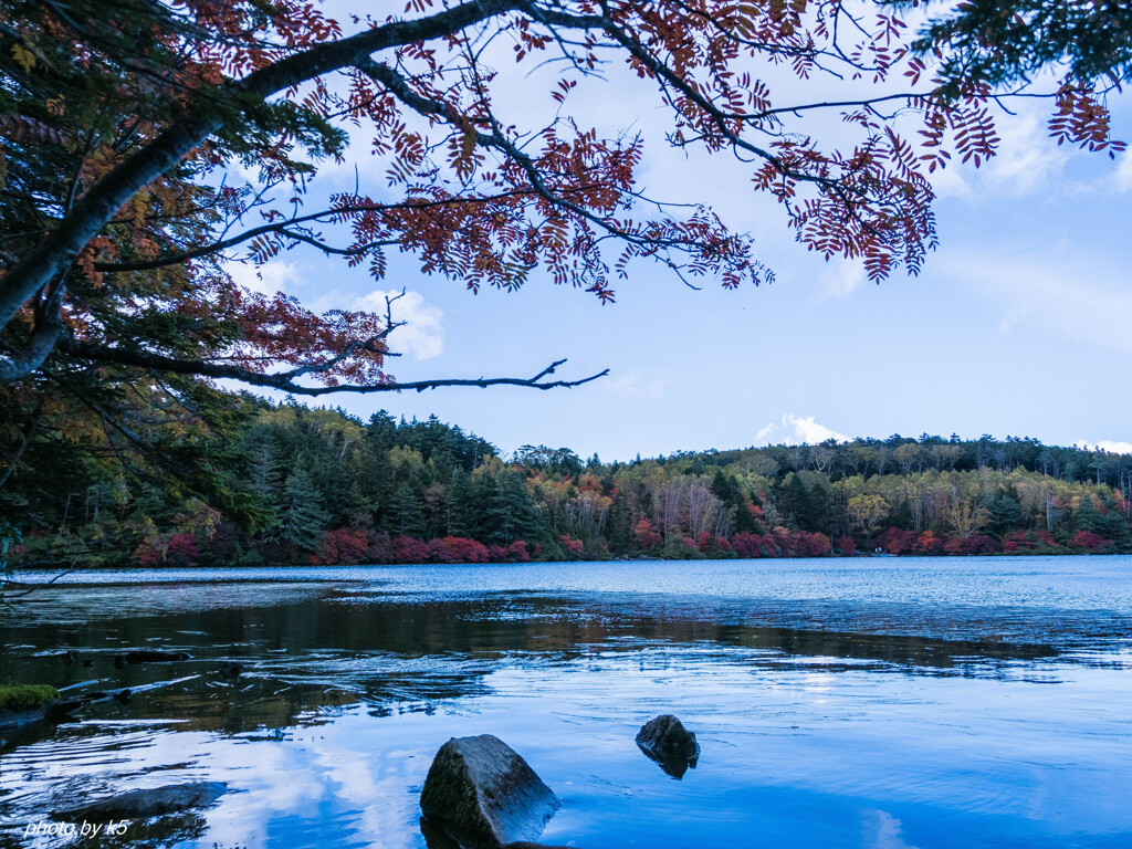白駒池の紅葉