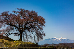 わに塚の桜