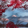 紅葉と富士