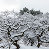 しだれ栗森林公園雪景色