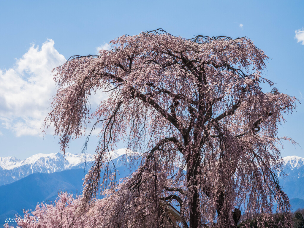 栗林の一本桜