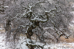 しだれ栗雪景色