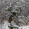 しだれ栗雪景色