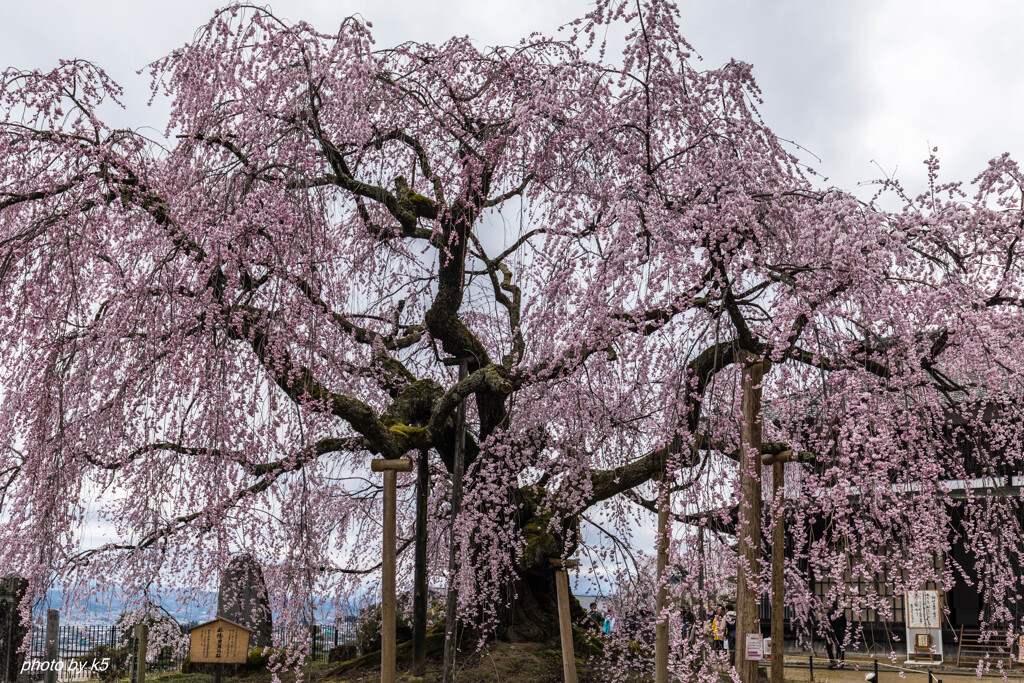 麻績の里舞台桜