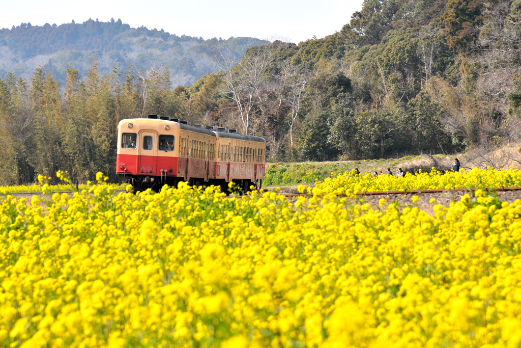 菜の花畑と小湊鉄道