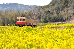 菜の花畑と小湊鉄道