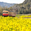 菜の花畑と小湊鉄道