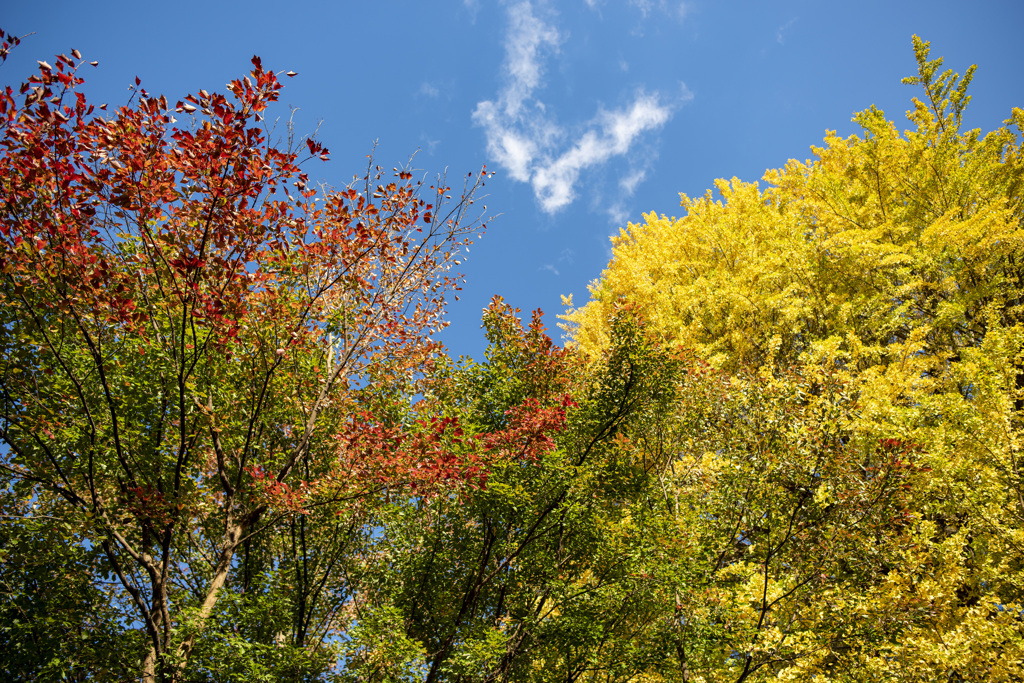紅と黄色