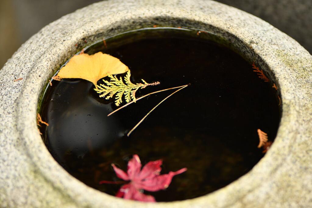 紅葉&銀杏