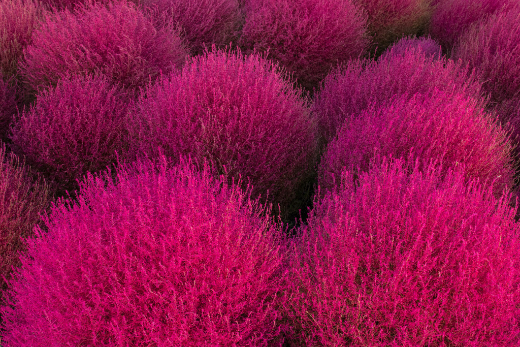 Kochia