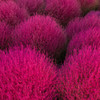 Kochia