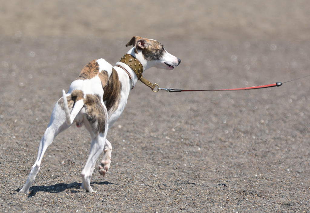 いつかは飛行犬を。。。