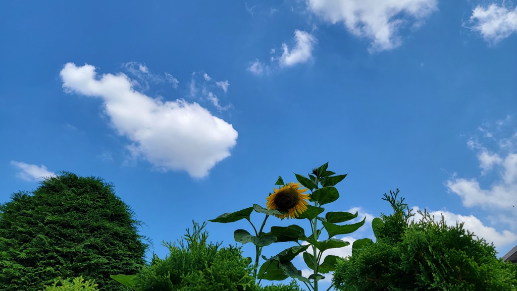 本日も快晴なり